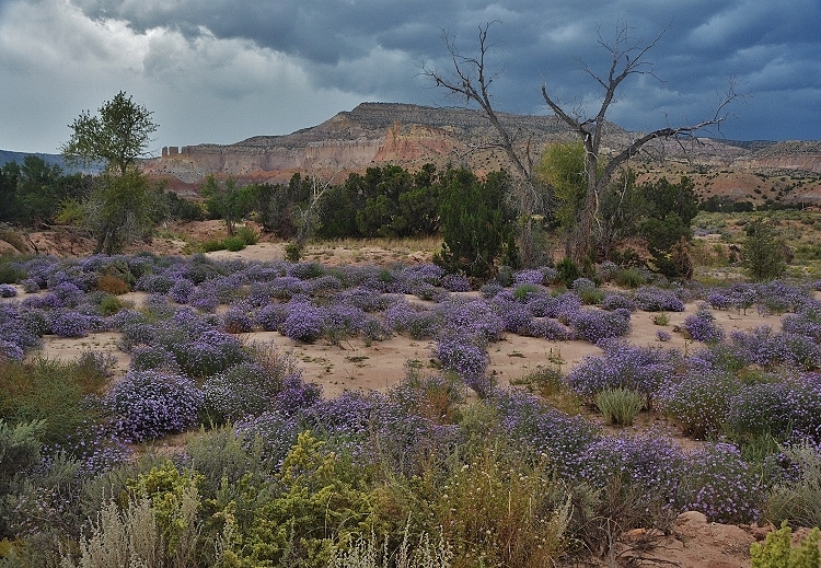 purple flower field